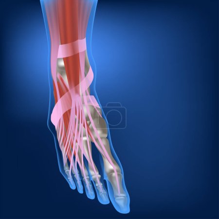 Téléchargez les illustrations : Muscles et ligaments du pied humain. Os des jambes. Anatomie du système musculosquelettique. Illustration vectorielle 3D - en licence libre de droit
