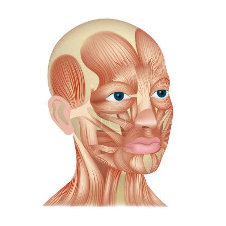3D-Darstellung eines menschlichen Kopfes und der Gesichtsmuskulatur. Antomie der Mimik