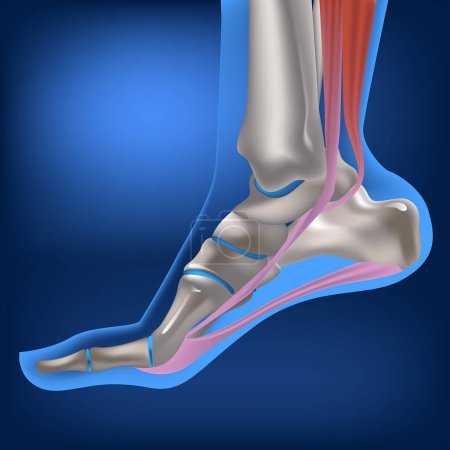 Ilustración de Un pie de hombre en el redil. Ligamentos y huesos del pie. Anatomía del sistema locomotor. Ilustración vectorial - Imagen libre de derechos