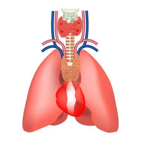 Illustration for The location of the thymus. Human organ anatomy. Lungs with heart and trachea - Royalty Free Image