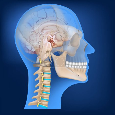 Ilustración de El cerebro y el cráneo a la vista. Representación 3D de la parte superior de la columna vertebral y la cabeza. Ilustración de estilo de rayos X. Formación médica estilizada - Imagen libre de derechos