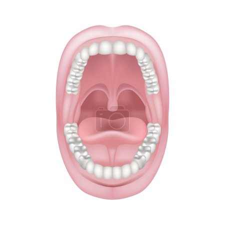 Anatomy of the oral cavity. Open mouth wide. Two rows of teeth with jaws. Frenum of the tongue. Vector illustration