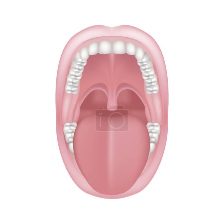 Tongue sticking out of mouth wide open. Human oral cavity anatomy. Vector illustration.