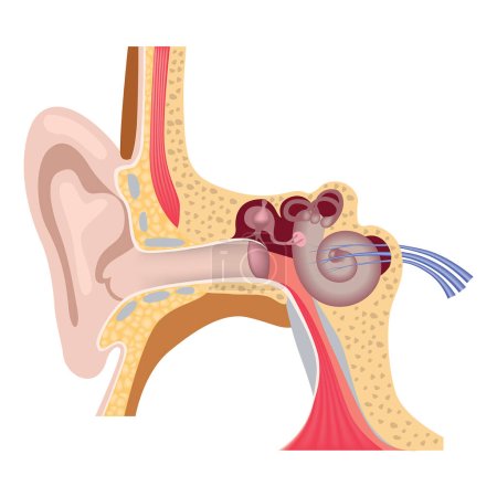 Illustration for Human inner ear anatomy. Hearing organs. Vestebular apparatus. External auditory canal. Medical poster. Vector illustration. - Royalty Free Image