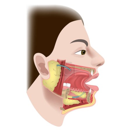 Speicheldrüsen und Kanäle. Die Struktur der Organe der Mundhöhle. Menschliches Profil. Wangenschnitt. Querschnitt. Vektorillustration