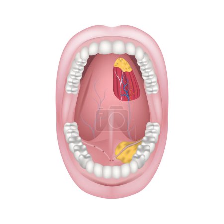Ilustración de La parte inferior de la boca. Conductos salivales de las glándulas salivales. Arterias y nervios de la lengua. Abran bien. Ilustración vectorial - Imagen libre de derechos