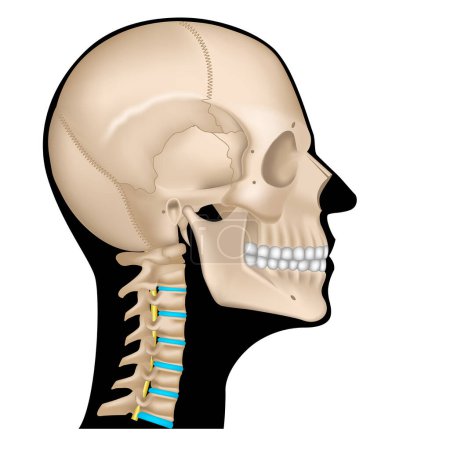 Illustration for Anatomy of the skeleton of the head. Human skull in profile on a black silhouette of the face. Cervical spine. Vector illustration - Royalty Free Image