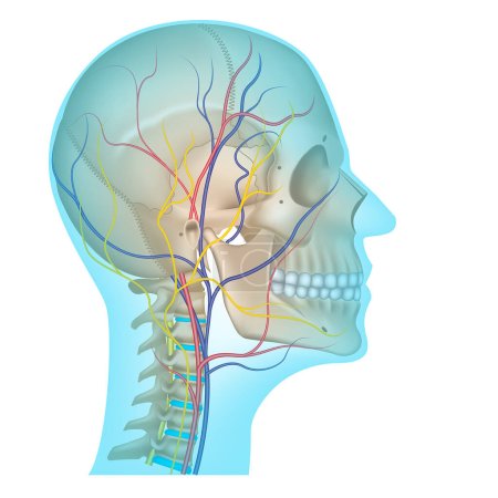 Illustration for Circulatory system of the head. Veins and arteries running along the spine and on the skull. Vector illustration - Royalty Free Image