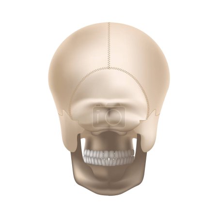 Ilustración de Anatomía del cráneo humano. Vista trasera. La nuca. Ilustración vectorial - Imagen libre de derechos