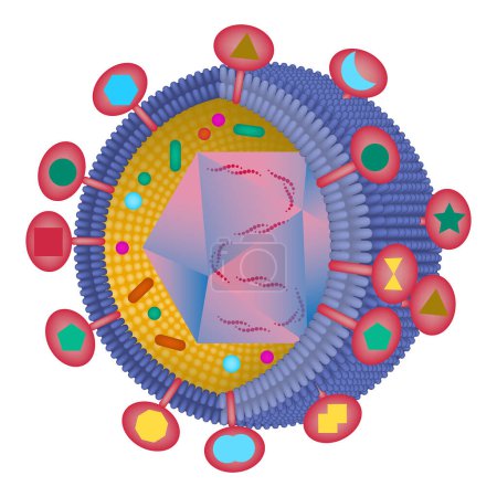 Illustration for The structure of the herpes virus. Bacteria in a section with an indication of the composition and nucleus. Transmembrane glycoprotein. Vector medical illustration - Royalty Free Image
