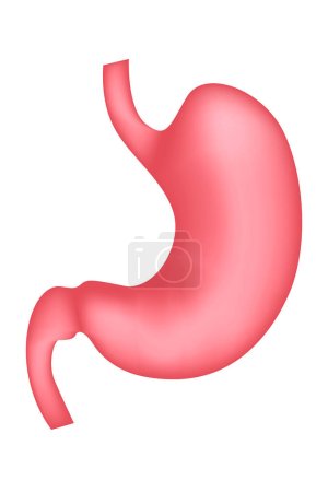 human stomach. Digestive system. Internal organ anatomy medical illustration. Vector.