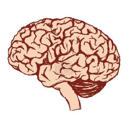Illustration for Image of the human brain. Gray matter. Central nervous system. Vector illustration. Medical illustration. - Royalty Free Image