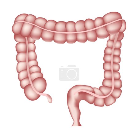 Healthy human intestines. Anatomy textbook. Vector illustration.