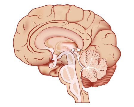 Teile des menschlichen Gehirns. Vektorillustration. Medizinische Illustration.