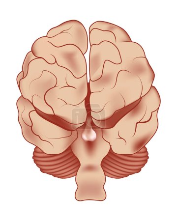 Illustration for Parts of the human brain. Back view. Vector illustration. Medical illustration. - Royalty Free Image