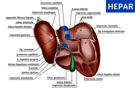 Illustration for Human liver anatomy. Internal organ: gall bladder, aorta and portal vein, hepatic duct. Vector illustration - Royalty Free Image