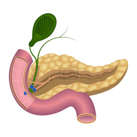 Illustration for Human pancreas anatomy. Common and accessory bile duct. Large papilla with an open common duct. Duodenum. The gallbladder. - Royalty Free Image
