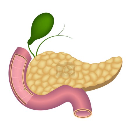Illustration for Human pancreas anatomy. Duodenum. The gallbladder. Vector illustration. - Royalty Free Image