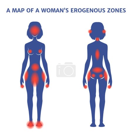 Ilustración de Zonas erógenas de una mujer. La figura de una chica con marcas. Ilustración vectorial - Imagen libre de derechos