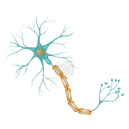 Schéma d'un neurone, cortex cérébral. Structure d'une cellule nerveuse. Illustration vectorielle