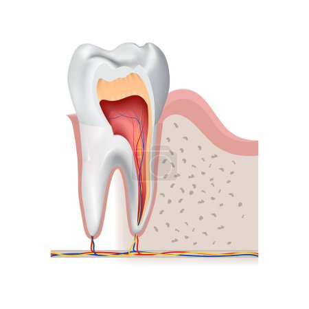 Illustration for Sectional diagram of a tooth showing the internal structure. Vector illustration - Royalty Free Image