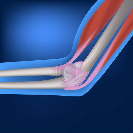Illustration for Bent elbow showing muscles and tendons. Bones of the hand on a blue background. Vector illustration - Royalty Free Image