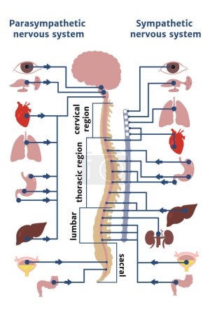 El sistema nervioso humano simpático y parasimpático. Cartel médico con infografías de órganos internos. Ilustración vectorial
