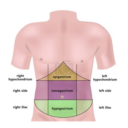 Téléchargez les illustrations : Zones de l'abdomen mises en évidence sur le modèle. Illustration vectorielle - en licence libre de droit