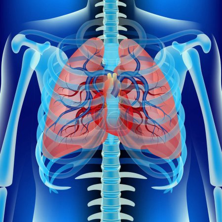 Rendering of a human skeleton showing the location of the lungs and heart. Vector medical illustration