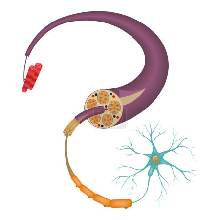 Ilustración de La estructura del nervio humano. Anatomía Delal. Cartel médico. Ilustración vectorial - Imagen libre de derechos