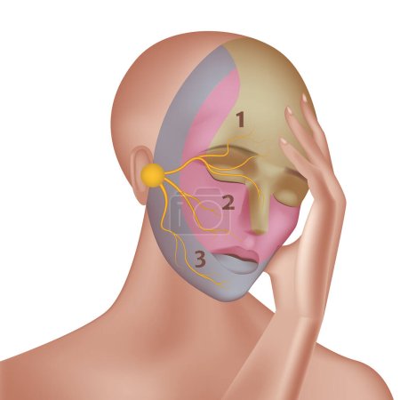 Illustration for Trigeminal nerve with indication on the face. Vector illustration - Royalty Free Image
