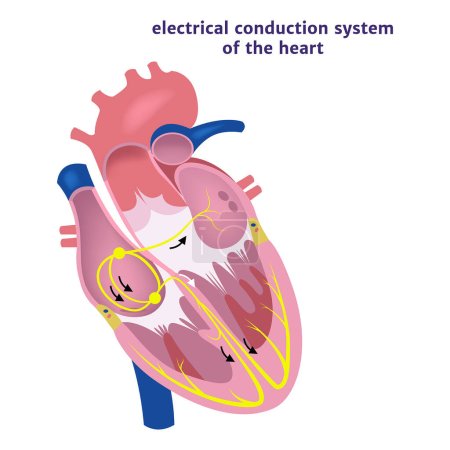 Ilustración de Sistema de conducción del corazón. Anatomía humana. Ilustración vectorial - Imagen libre de derechos