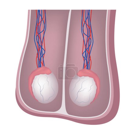 Ilustración de Anatomía de los testículos masculinos. Cartel médico. Ilustración vectorial - Imagen libre de derechos