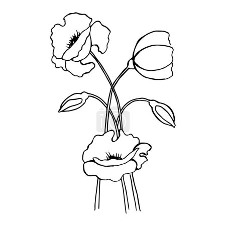 Bouquet of poppies drawn with a black line. Template for a postcard. Vector illustration