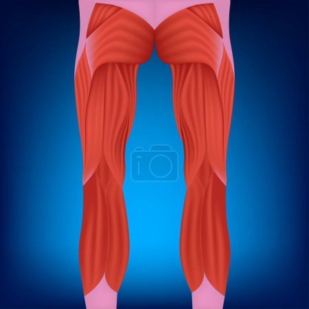 Ilustración de Anatomía de los músculos de las piernas, visión trasera. Cartel médico. Ilustración vectorial - Imagen libre de derechos
