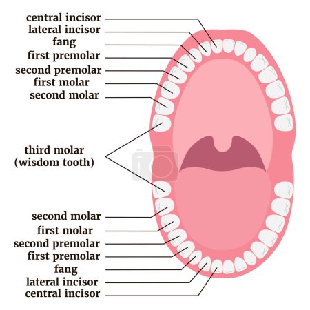 Illustration for Medical poster with human teeth anatomy with description. Vector illustration - Royalty Free Image