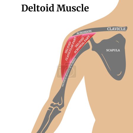 Illustration for Anatomy of the bones of the arm and shoulder blade. Location of the deltoid muscles. Medical poster. Vector illustration - Royalty Free Image