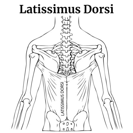 Illustration for Human anatomy. The location of the latissimus dorsi muscle on the human figure. Black line drawing with descriptions. Medical poster. Vector illustration - Royalty Free Image