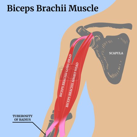 Ilustración de Anatomía humana. Músculo del bíceps braquial. Cartel médico. Ilustración vectorial - Imagen libre de derechos