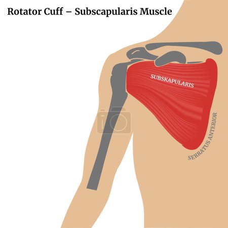 Illustration for Human anatomy. Rotator Cuff, Subscapularis Muscle. The structure of the scapula. Medical diagram, poster. Vector illustration - Royalty Free Image