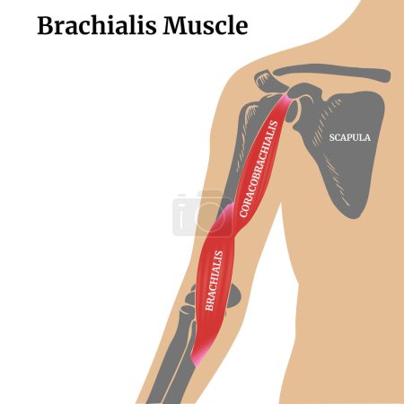 Anatomie des menschlichen Körpers. Brachialis Muskel- und Armknochen mit Schulterblatt. Medizinisches Plakat, Diagramm. Vektorillustration
