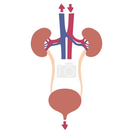 Minimalistic drawing of the urinary system. Kidneys with ureters and bladder. Medical poster, vector illustration.