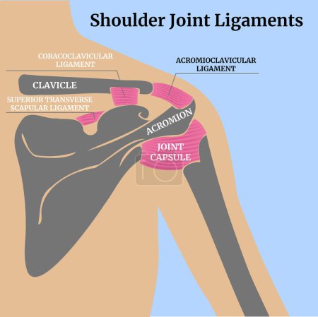 Querschnittanatomie menschlicher Muskeln und Knochen. Bänder des Schultergelenks, nach hinten. Minimale Farbzeichnung. Medizinisches Plakat. Vektorillustration.