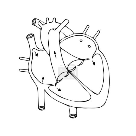 Illustration for Diagram of a human heart in cross section. Minimal sketch with black lines. Medical poster. Vector illustration. - Royalty Free Image
