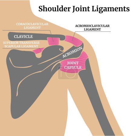 Illustration for Medical poster with human shoulder girdle. The structure of the shoulder ligaments. Vector illustration - Royalty Free Image