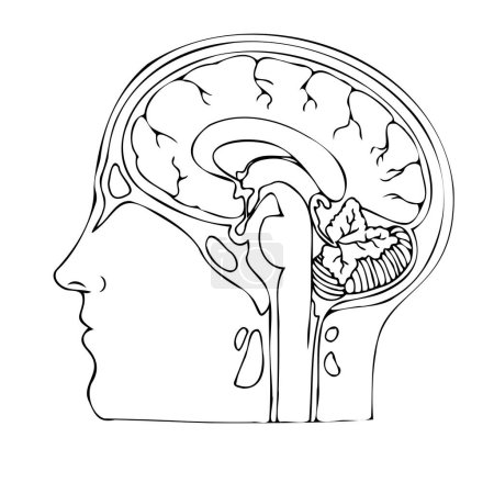 Téléchargez les illustrations : Dessin linéaire du cerveau humain en coupe longitudinale. Tête en profil. Illustration médicale vectorielle - en licence libre de droit