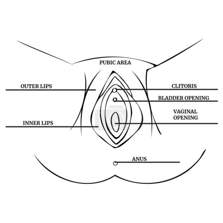 Ilustración de Linear drawing of a woman's vagina with a description. Medical poster. Vector illustration - Imagen libre de derechos