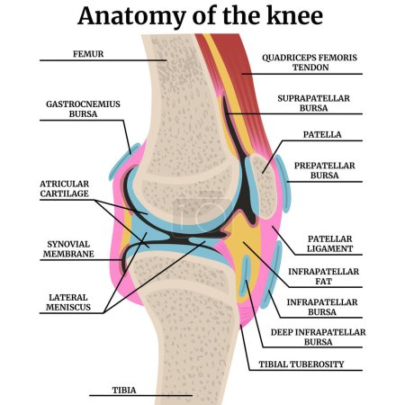 Ilustración de Anatomía de la articulación de la rodilla humana en sección transversal. Cartel médico colorido con descripciones. Ilustración vectorial - Imagen libre de derechos