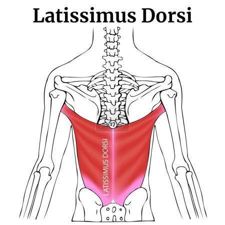 Illustration for Human anatomy, torso. Latissimus dorsi muscle. Colorful medical poster with descriptions. Vector illustration - Royalty Free Image