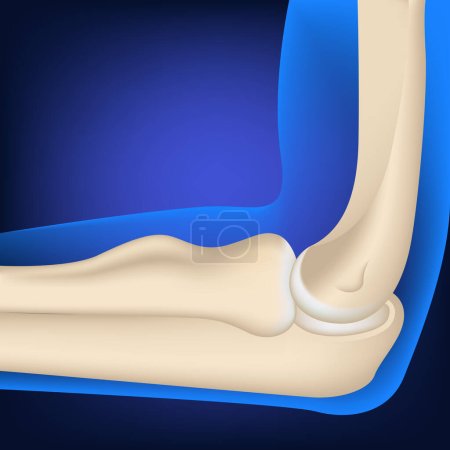 Illustration for Anatomy of the bones of the elbow joint. Rendering on a blue background. Vector medical illustration - Royalty Free Image